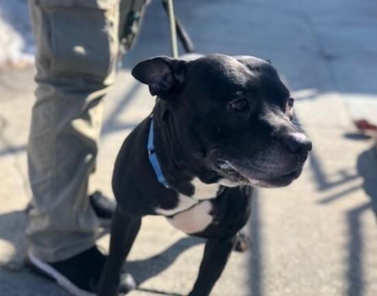 FaustiniMary's tweet photo. DOG LOVERS: RILEY 111522, 7y, IN GRT RISK TODAY TU 12N, MAR 16, #nycacc, NH! Another in wrong fam. Does guard toys. On adm., waggy &amp; allowed vet intake exam! NEEDS NOW an experienced foster/adopter, training, kids>13. GOOD w/peeps knows, wary of new ones. Has “forlorn eyes” HELP! https://t.co/Zzwix8xgZx
