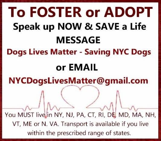 FaustiniMary's tweet photo. DOG LOVERS: RILEY 111522, 7y, IN GRT RISK TODAY TU 12N, MAR 16, #nycacc, NH! Another in wrong fam. Does guard toys. On adm., waggy &amp; allowed vet intake exam! NEEDS NOW an experienced foster/adopter, training, kids>13. GOOD w/peeps knows, wary of new ones. Has “forlorn eyes” HELP! https://t.co/Zzwix8xgZx