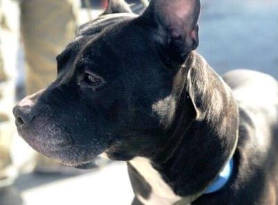 FaustiniMary's tweet photo. DOG LOVERS: RILEY 111522, 7y, IN GRT RISK TODAY TU 12N, MAR 16, #nycacc, NH! Another in wrong fam. Does guard toys. On adm., waggy &amp; allowed vet intake exam! NEEDS NOW an experienced foster/adopter, training, kids>13. GOOD w/peeps knows, wary of new ones. Has “forlorn eyes” HELP! https://t.co/Zzwix8xgZx