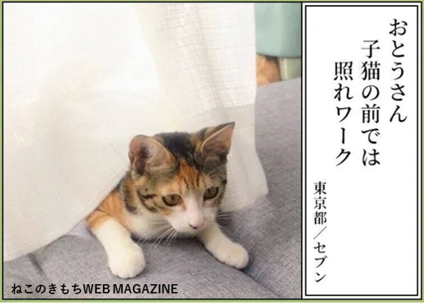 【猫あるある川柳入賞作品】
★最優秀賞
「大きさは 入ってみてから 考える」
猫飼い主さん、猫好きさんなら思わず頷いちゃう!?
笑いのセンスが光る、猫飼い主さんたちのおもしろ一句!
▼その他入賞作品&投稿者さんの裏話や川柳の解説はこちらから!
https://t.co/6rRN4dK13v