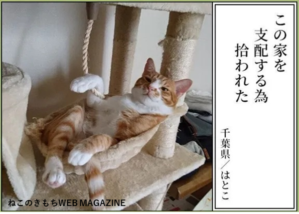 【猫あるある川柳入賞作品】
★最優秀賞
「大きさは 入ってみてから 考える」
猫飼い主さん、猫好きさんなら思わず頷いちゃう!?
笑いのセンスが光る、猫飼い主さんたちのおもしろ一句!
▼その他入賞作品&投稿者さんの裏話や川柳の解説はこちらから!
https://t.co/6rRN4dK13v