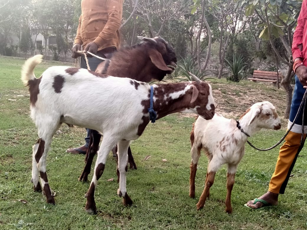 कावेरी राणा 🐾🐾 tweet media