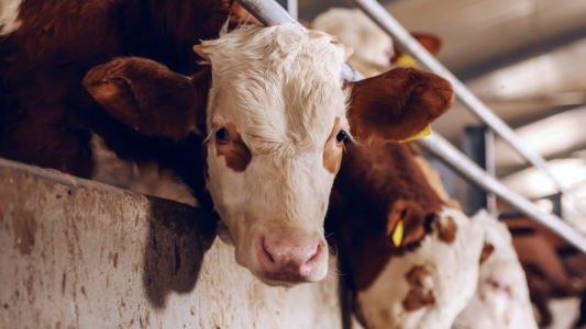 AUWCL's tweet photo. March 18-19, join @AUWCL_AnimalLaw for its fifth annual symposium, "The Unseen Impacts of Factory Farming: Economic Inequality, Animal Cruelty, and Human Rights," co-presented with the @ALDF. Learn more and register: https://t.co/dSSJfVu4sM https://t.co/GnQeSBHCEh