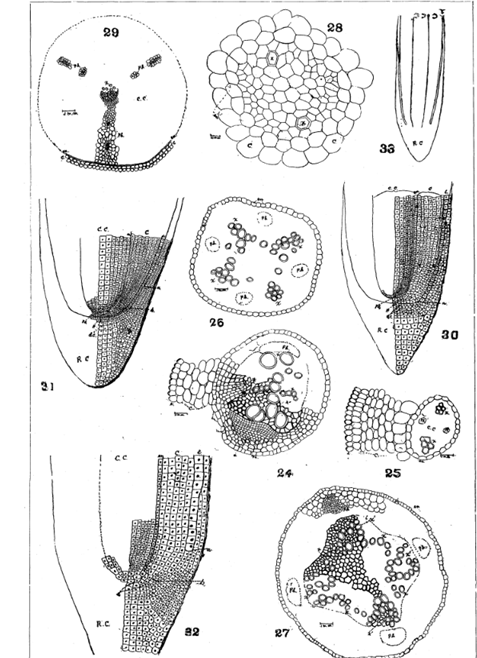 tp590's tweet photo. Root biologist must read this paper from 1893, easy to find in Google!
Maxwell, F. B. (1893). A comparative study of the roots of Ranunculaceae. Botanical Ga-zette, 18(1), 8-16. https://t.co/RzlNBZdcym