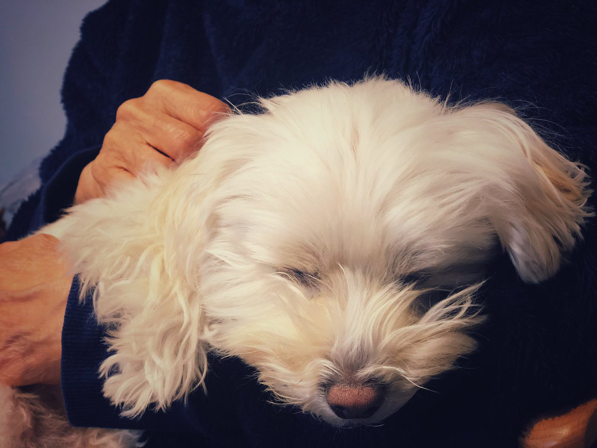 老人と犬 老人と犬
