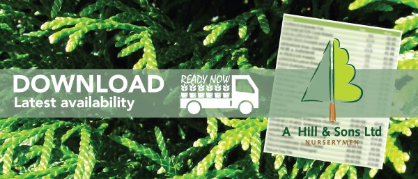 Nursery stock for growing on, topping up or for orders heading straight out into #landscaping projects, the latest availability from our Stokesley team is landing soon #shrubs #rootball #conifers. Sign up here📋 hillandsons.us4.list-manage.com/subscribe?u=a2… #growers #nurserystock #horticulture