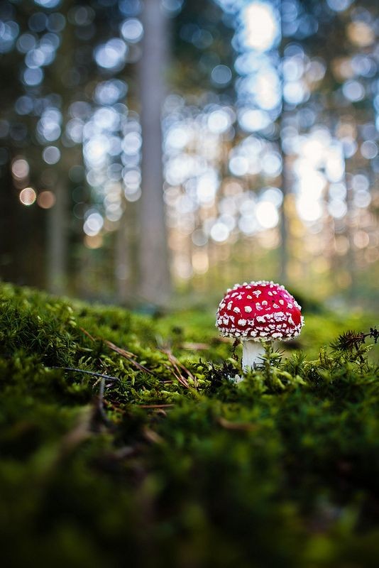 rainbow_explode's tweet photo. 🍄🌱 the beautiful nature of the mushrooms 🍄🌿 https://t.co/y1CgpYB7du