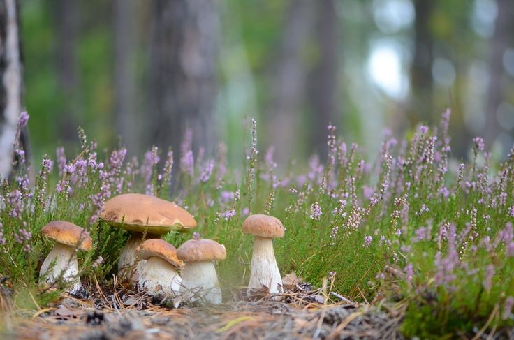 rainbow_explode's tweet photo. 🍄🌱 the beautiful nature of the mushrooms 🍄🌿 https://t.co/y1CgpYB7du