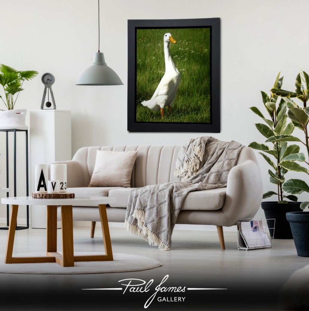 🦆As an Indian Runner, Dotty is the same breed of duck as ‘The Lads’. 

❤️If you would like to find out more about this piece, or any others, feel free to get in touch with our team!

📞01327 223400
📩team@pauljamesgallery.com
🌐pauljamesgallery.com