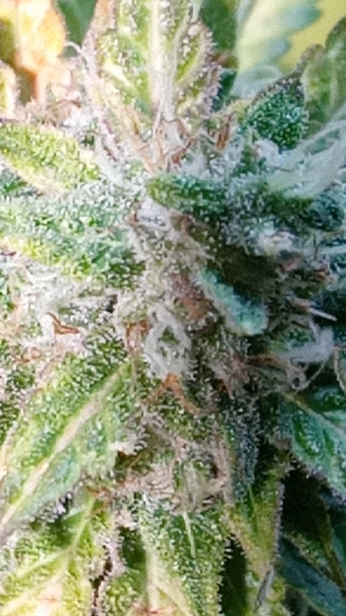 Ordered a new microscope old 1 broke and ny phone cant do justice