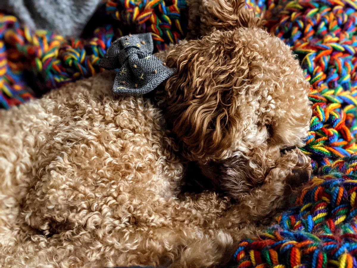 Twitter. Meet Kylo 😍