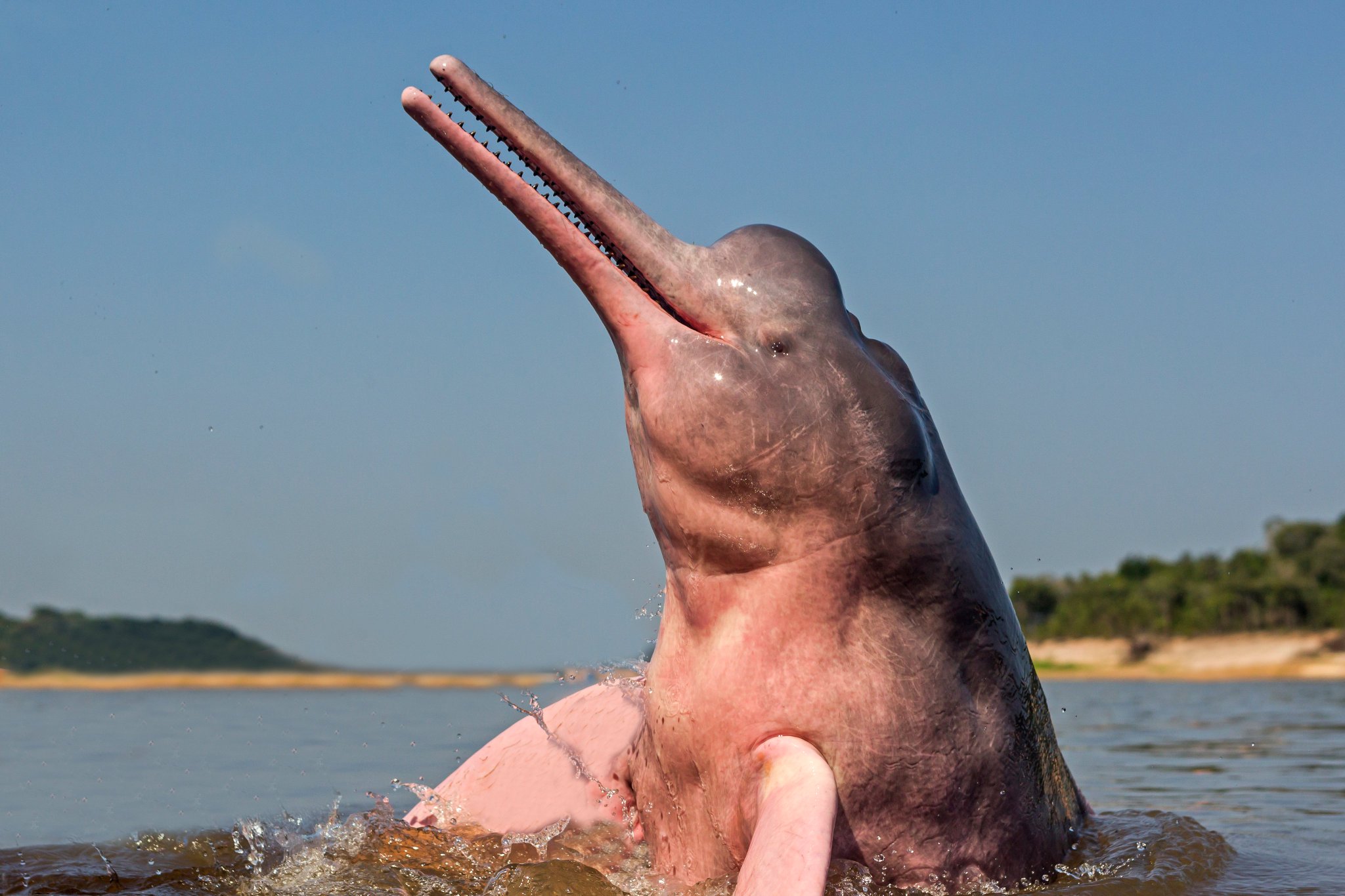 Whale And Dolphin Conservation Wdc Amazon River Dolphins Are Flippin Awesome For Their Distinctive Pink Colouration But They Re Also The Only Dolphins In The World To Have The Equivalent Of Molar Teeth Which They Use To Crunch Their Food