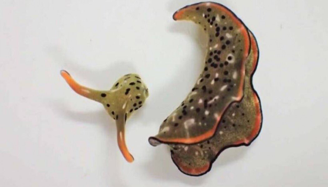 turkyay.com/bu-canli-kafas…