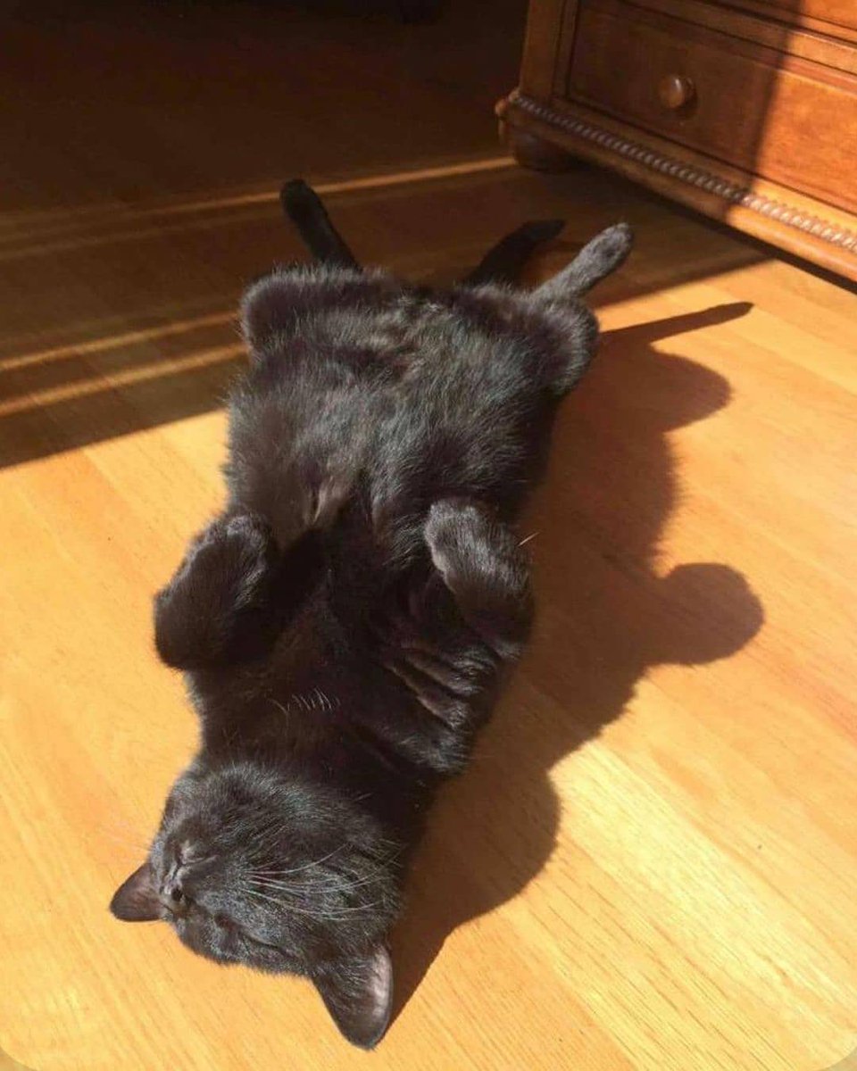 Esmatara9's tweet photo. Canβt you see Iβm trying to #sleep here?#catshineβ€οΈβ€οΈβ€οΈπ±π±π±π±β€οΈβ€οΈβ€οΈβ€οΈ
#MightyKoolKat #Gidgette #cat #caturday #CatsOfTwitter
#CatsOfTheQuarantine #kitty #CuteCats #AdoptDontShop https://t.co/xLslVDBSOU
