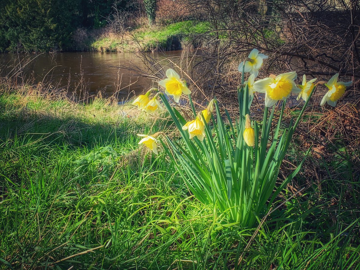 cdlucky13's tweet photo. "In every walk with nature one receives far more than he seeks." John Muir 🌷🌤 #littlepocketsofjoy #SeekingSunshine #SpringFlowers #walkingforwellbeing #gratitudeattitude https://t.co/9wQpE2UiMd