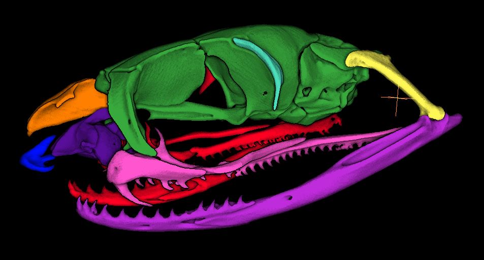 JJacobs228's tweet photo. Back again with cobra, krait and taipan verts with 
@StratovanCorp Checkpoint.

Live now!
Stop by and say hey: https://t.co/wpFP0fqB7Q

Here is a tree cobra:

#science #bio #biology #sciencetwitter #herpetology #landmarking #snake https://t.co/b59F6xNKJx