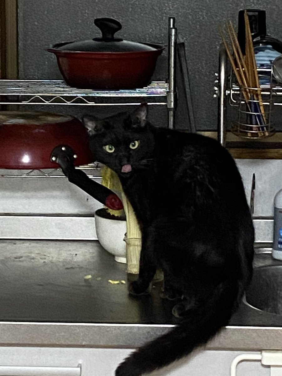 猫さんがおててを開いて人間の指をぎゅむっと握ってくれる 握手会 のご様子 我が家で主に昼過ぎに開催されてる Togetter