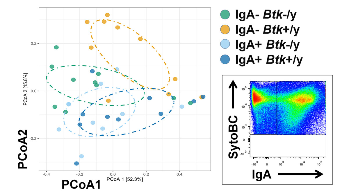 Rachel Bonami (@bonamirachel) on Twitter photo B cells, bugs, bowels, and bones. Check out our hot-off-the-press preprint on how B cell signaling impacts commensal bacteria recognition.
@VI4Research <a href="/VuBiome/">Vanderbilt Microbiome</a> @VUMCRheum
#microbiome #immunology #autoimmunedisease
biorxiv.org/content/10.110⦠B cells, bugs, bowels, and bones. Check out our hot-off-the-press preprint on how B cell signaling impacts commensal bacteria recognition.
@VI4Research <a href="/VuBiome/">Vanderbilt Microbiome</a> @VUMCRheum
#microbiome #immunology #autoimmunedisease
biorxiv.org/content/10.110ā¦
