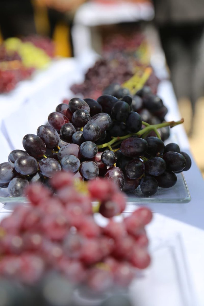 meryundurraga's tweet image. Hoy conocimos en terreno los avances del programa de mejoramiento genético de uva de mesa 🍇 de ASOEX. 
Revisamos 3 selecciones desarrolladas que nos permiten seguir avanzando en mejorar la competitividad de la fruta de exportación de 🇨🇱