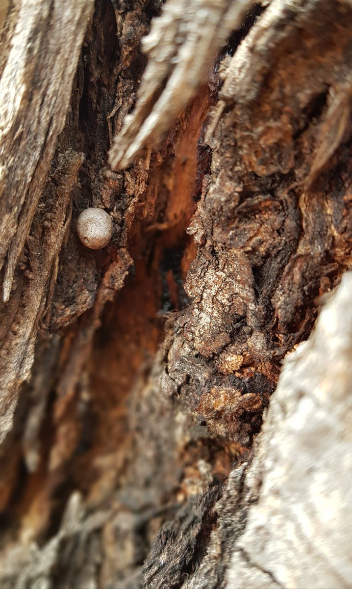 Paradoxa18's tweet image. Tiny eggs in bark
#tinynature