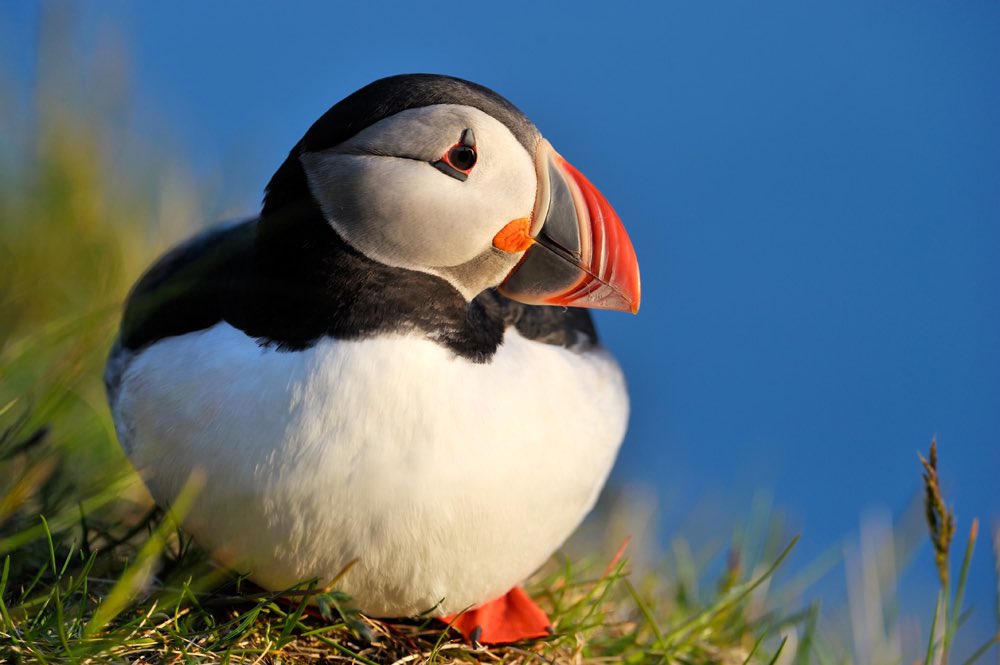 Skye Puffins Whales tweet media