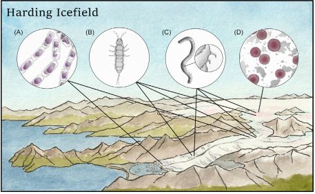 AlaskaPacificU's tweet photo. Student Julia Ditto's artwork (@JuliaDitto) was recently published in the Encyclopedia of the World's Biomes. Check out her scientific illustrations from the chapter on glacier biomes:

#scicomm #sciart #sciillustration #AlaskaPacificUniversity https://t.co/ilfcit2udB