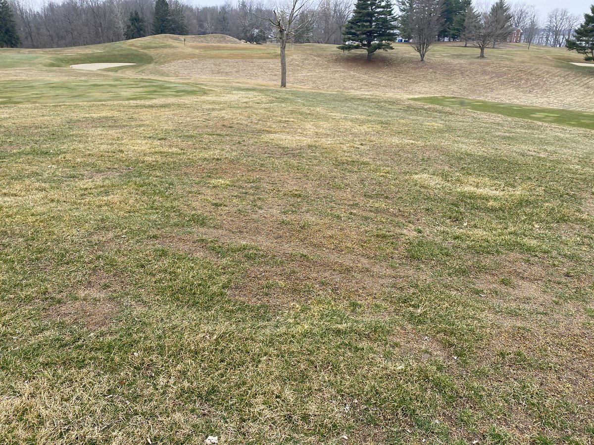 mdvessely's tweet photo. @CortevaUSTurf #Defendor smoking some clover over the winter in our rough https://t.co/nZP1yrzNcU