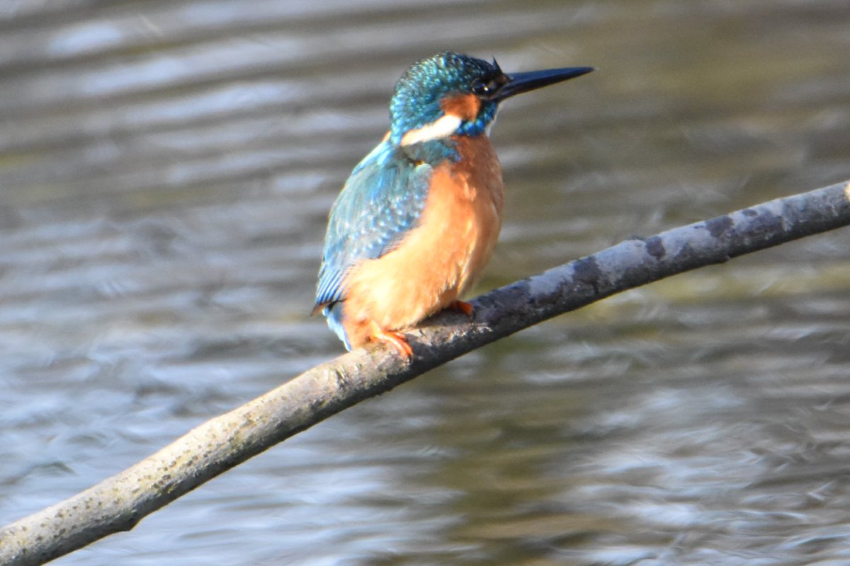 MartinM79510567's tweet photo. Kingfisher at #druids glen NEWTOWNMOUNTKENNEDY @StormHour #vmweather #birdphotography #birdwacthireland #nature #wicklow #Ireland https://t.co/EXbELZcek3