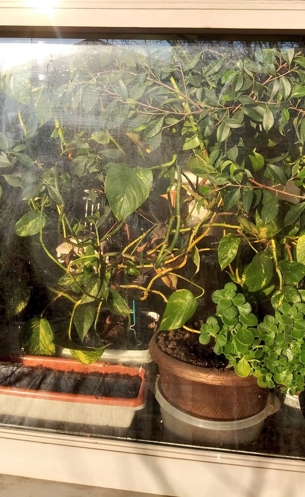 farmerdarrell's tweet image. #Windows10Home  🌿