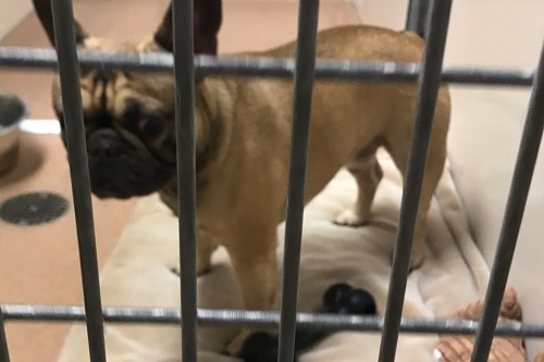 LafayettePolice's tweet photo. Can you help LPD identify? This dog was found last night (3/15) in Lafayette (Skylark Drive) with no current owner or address information. The dog has been taken to the Humane Society of Boulder Valley. If you have information, call 303-442-4030. https://t.co/hYeuyMqAIV