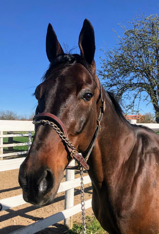 CentroDelle's tweet photo. Siamo lieti di annunciare l'arrivo presso il nostro centro e l'entrata in razza del campione Tony Gio, figlio del capitano Varenne e dell'immensa Ilaria Jet #stallonibivans #FenomeniInPistaFenomeniInRazza #TonyGio @antoniosomma8 @BivansScuderia https://t.co/Yy9PLn6BoB