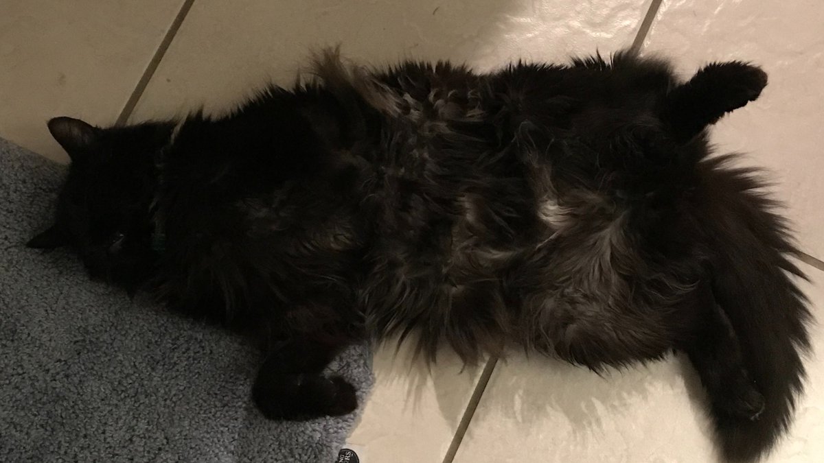 AskMrFrisky's tweet photo. As part of his ongoing campaign to convince you to #love him, Senior #cat BooBoo wants you to see his magnificent #bellyfloof
#AdoptMe application and more info about BooBoo on https://t.co/F94g5OFavg https://t.co/WSYrFeaUJd