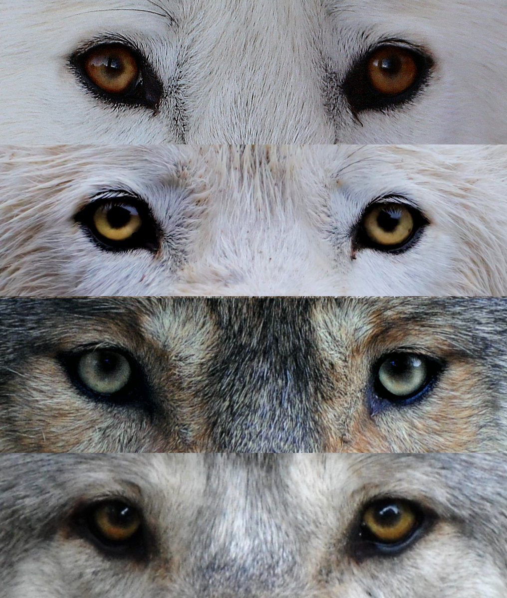 Wolf green eyed Green Eyed