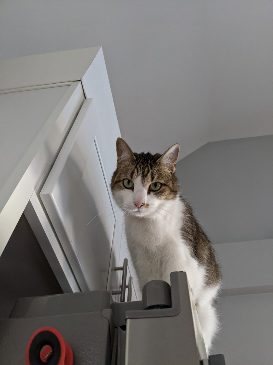 katyb_spencer's tweet photo. It happens every conference but especially because a few of us at still #WFH ๐งก๐พ
Show off your #EduSpringShowcase Pets of @eduwebconf โคต
I'll go first. Meet Nessie, Mao, and Khan. https://t.co/9qck1uBWLs