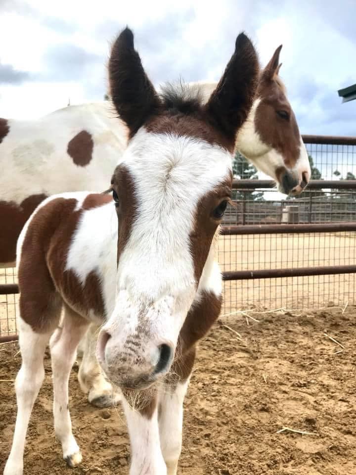 Good morning, from our newest foals at the Cal Poly Equine unit 🐎