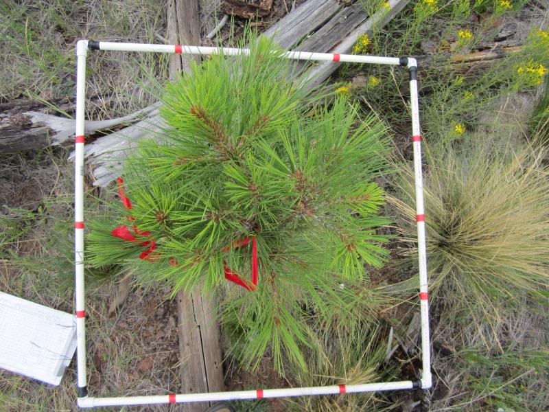 usfs_rmrs's tweet photo. Paula Fornwalt's #ScienceYouCanUse webinar has been rescheduled! Join us tomorrow at 1pm MT to hear her discuss post-fire tree regeneration in ponderosa pine forests. https://t.co/p0CBL0TUt2 https://t.co/YMTNe2Bi3O