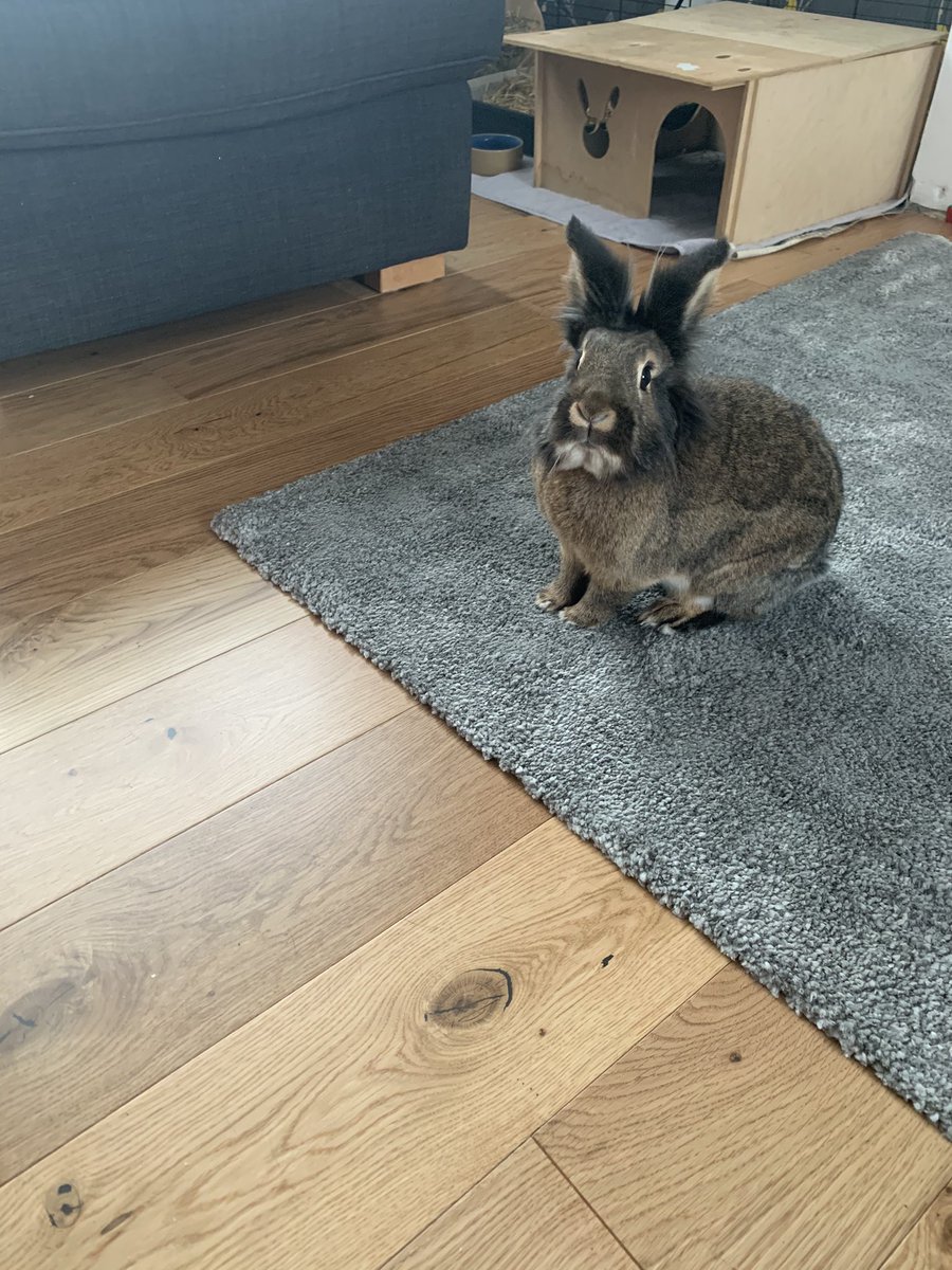 BilliejeanBunny's tweet photo. I do NOT like this new floor. I make a noise when I walk and thatโs going to give away my mischief plans! My humans will be hearing from my lawyer. #bunite #bunob https://t.co/NjuyZz5ZbW