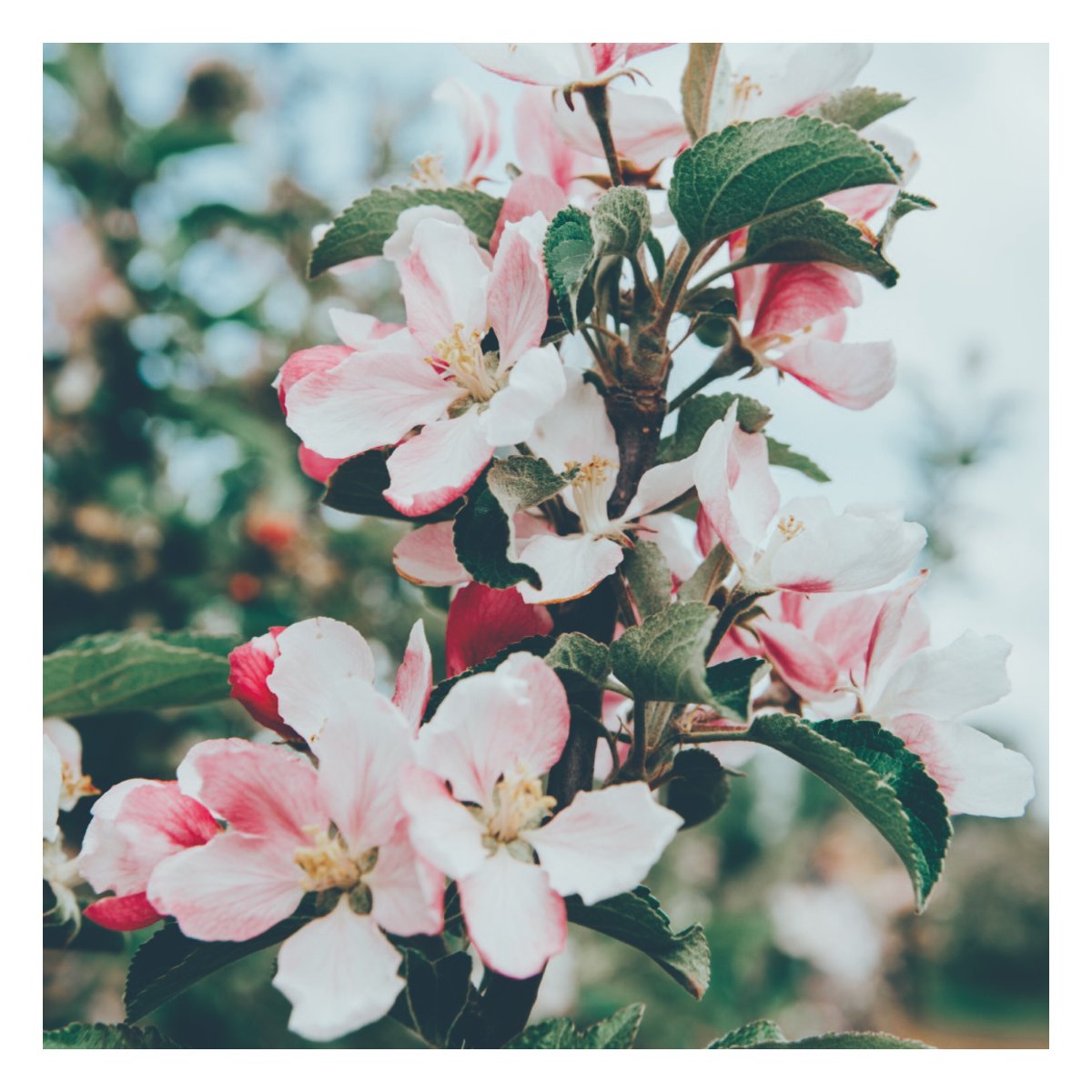 BardsleyEngland's tweet image. Check out that blossom, springtime doesn’t get much better than that. 🥳

Keep your eyes peeled since we will no doubt be filling your feeds with blossoms of all varieties before long! 😍

.
.
.
 #beautifulspring #blossomtrees #fruit #pears #farming #regenerativeagriculture
