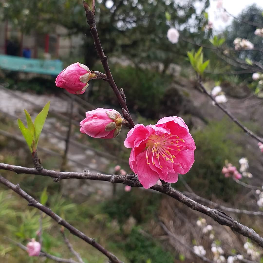 yar_timus's tweet photo. Cherry blossoms.

#NaturePhotography 
#Flowers 
#Sikkim https://t.co/AvNT6Q5TqF
