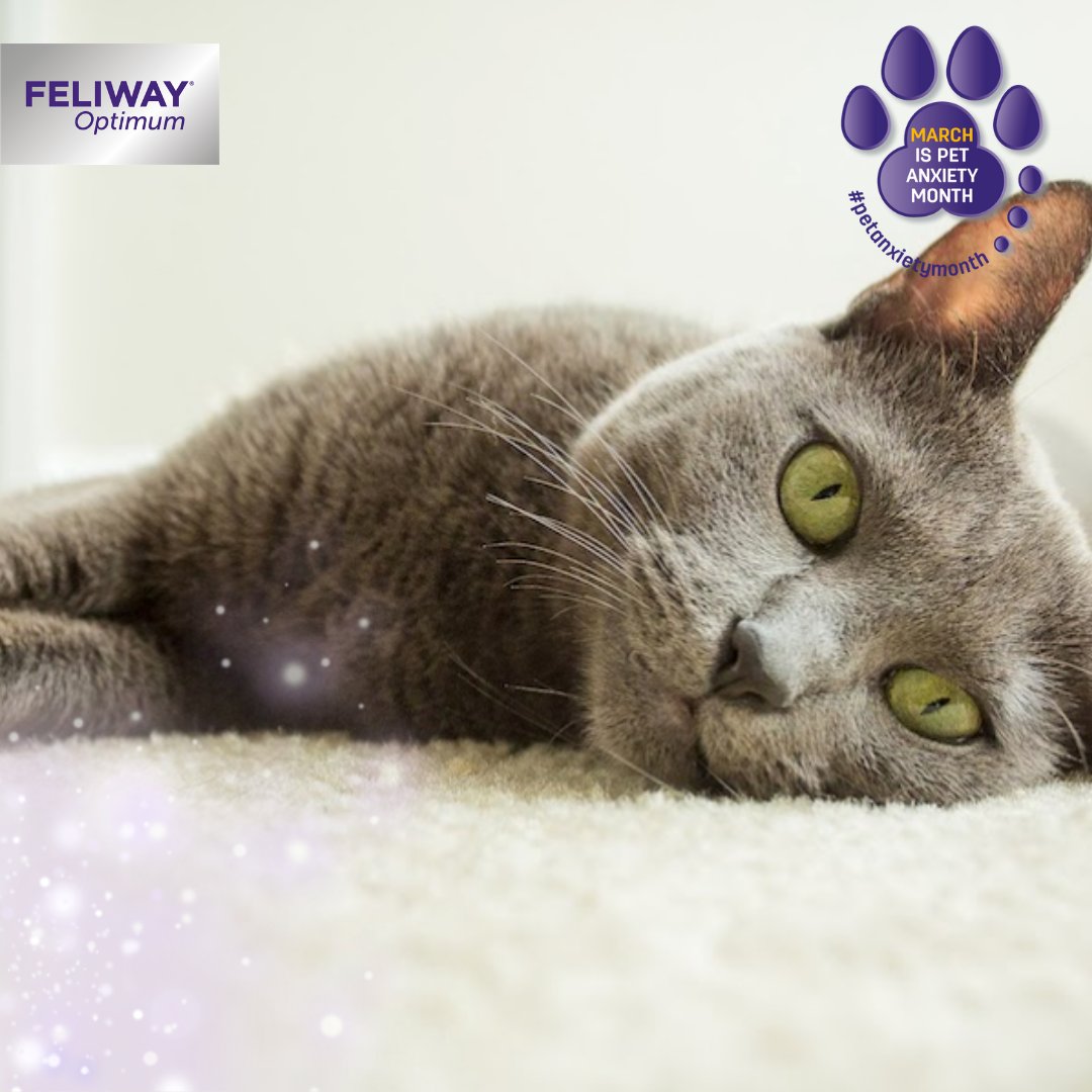 feliway cat peeing