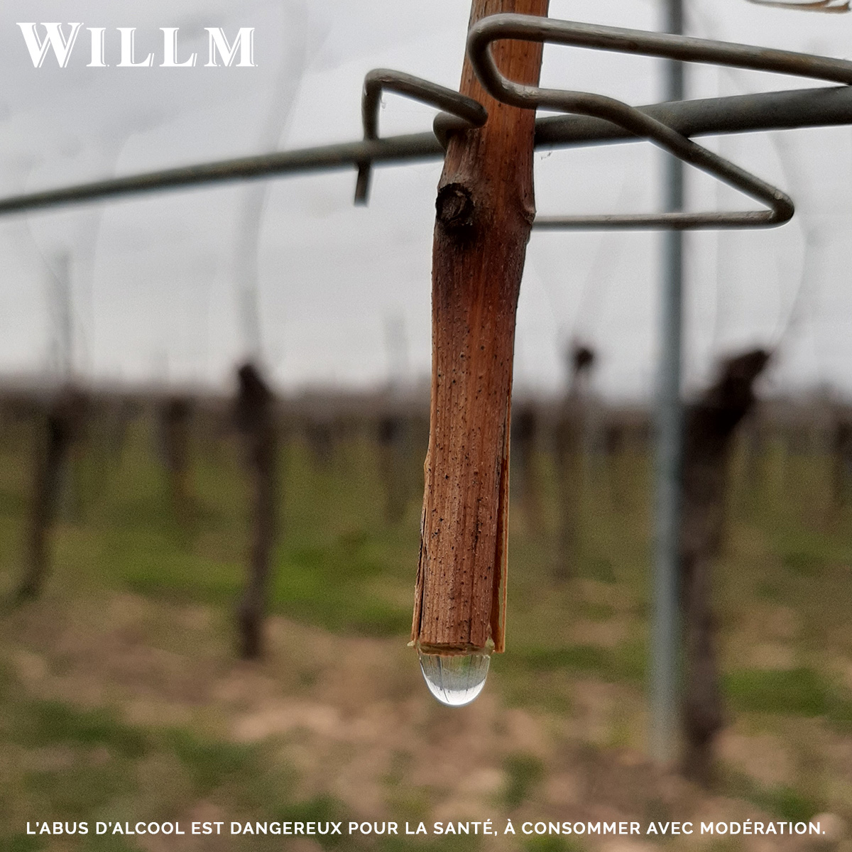 As the #warmer weather approaches, we can see the vines weeping! The vine wakes up from its winter dormancy and as the sap begins to circulate, the vine “weeps” to announce the start of a new growing season. #drinkalsace #alsacerocks #alsacewillm #willm #vines #winelovers