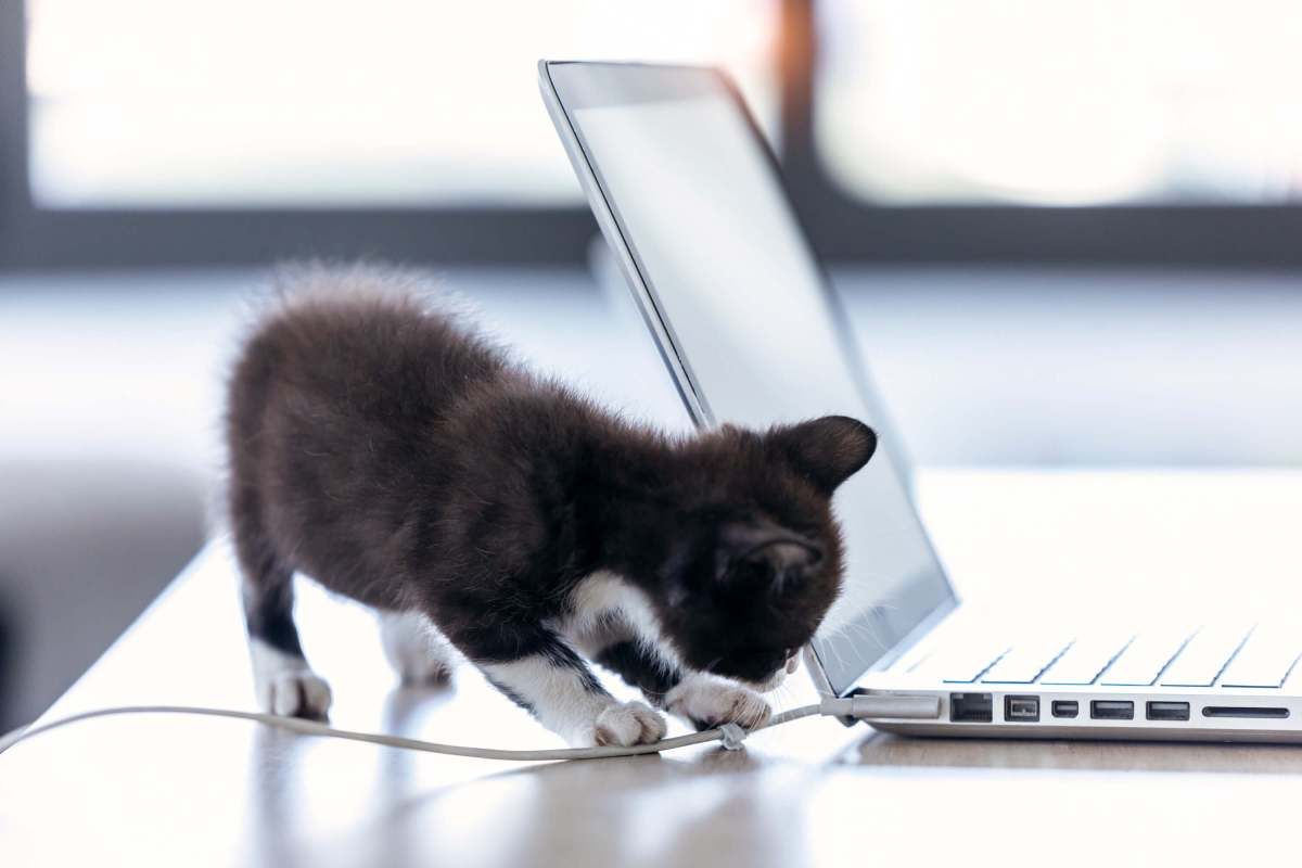 Rarely looking in the mirror is just one of many occupational hazards I have endured while #workingfromhome. Green smoothie in my teeth, cat vomit on my sock, oatmeal in my hair…been there, done that. Here are more #WFH pro/cons covered in my latest blog. buff.ly/2OAKVbp