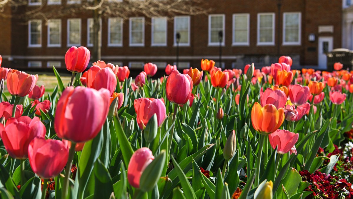 Louisiana Tech University tweet media