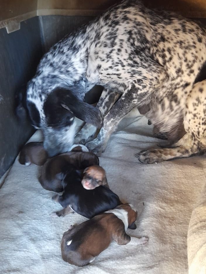 Surprise arrivals yesterday ! Alba now has 7 babies to care for ❤️