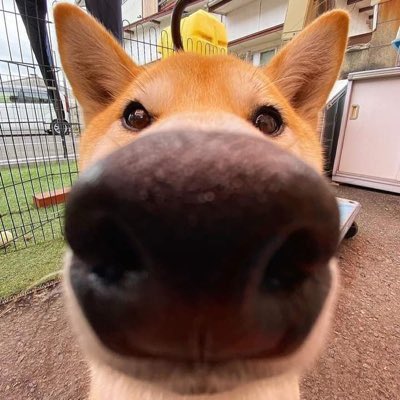 nedzy tweet media