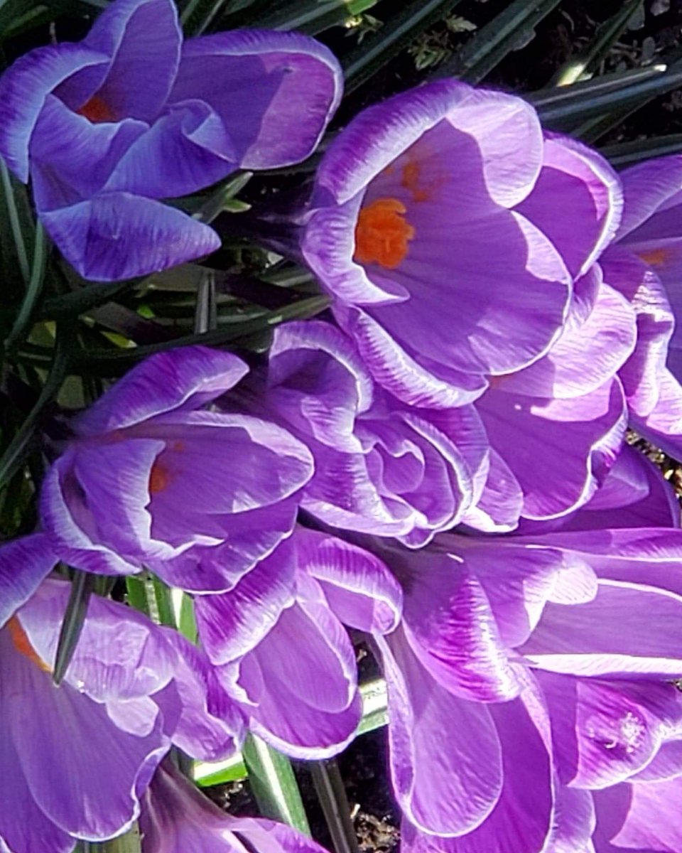 CoachM2Inspire's tweet photo. Happy #tuesdaymorning ! Sharing #these #purple    #beauties from a #naturewalk at #deerlakepark #yesterday ! #wishingyou a #wonderfulday !💜  #stayblessed #crocuses #springmood #flowergarden #tuesdaythoughts https://t.co/WWNj2HmFWO