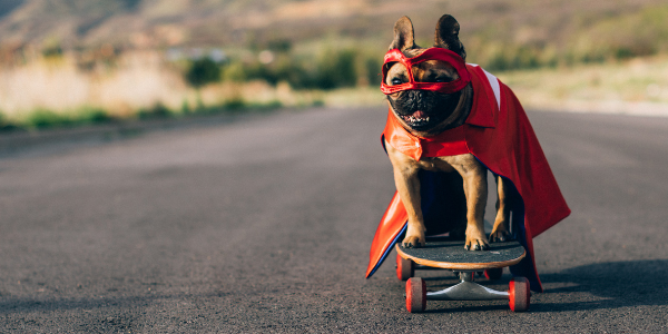 You and your dog can save the world. Start here, superheroes &amp; super furry sidekicks 💥▶️ helloralphie.com/chippin-dog-tr…