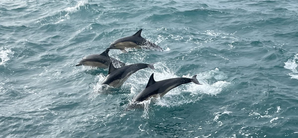 Jessica_563's tweet photo. Dolphins coming to visit the RV Corystes during the Groundfish survey 🐬 @AFBI_NI #afbi #dolphins #groundfish https://t.co/RJv7mZywIl