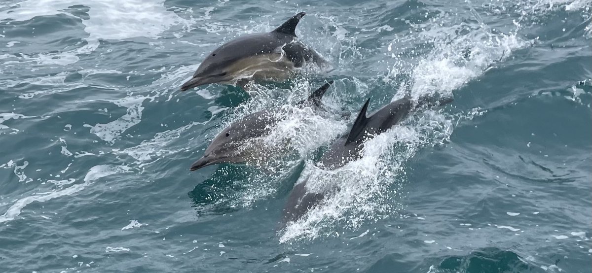 Jessica_563's tweet photo. Dolphins coming to visit the RV Corystes during the Groundfish survey 🐬 @AFBI_NI #afbi #dolphins #groundfish https://t.co/RJv7mZywIl