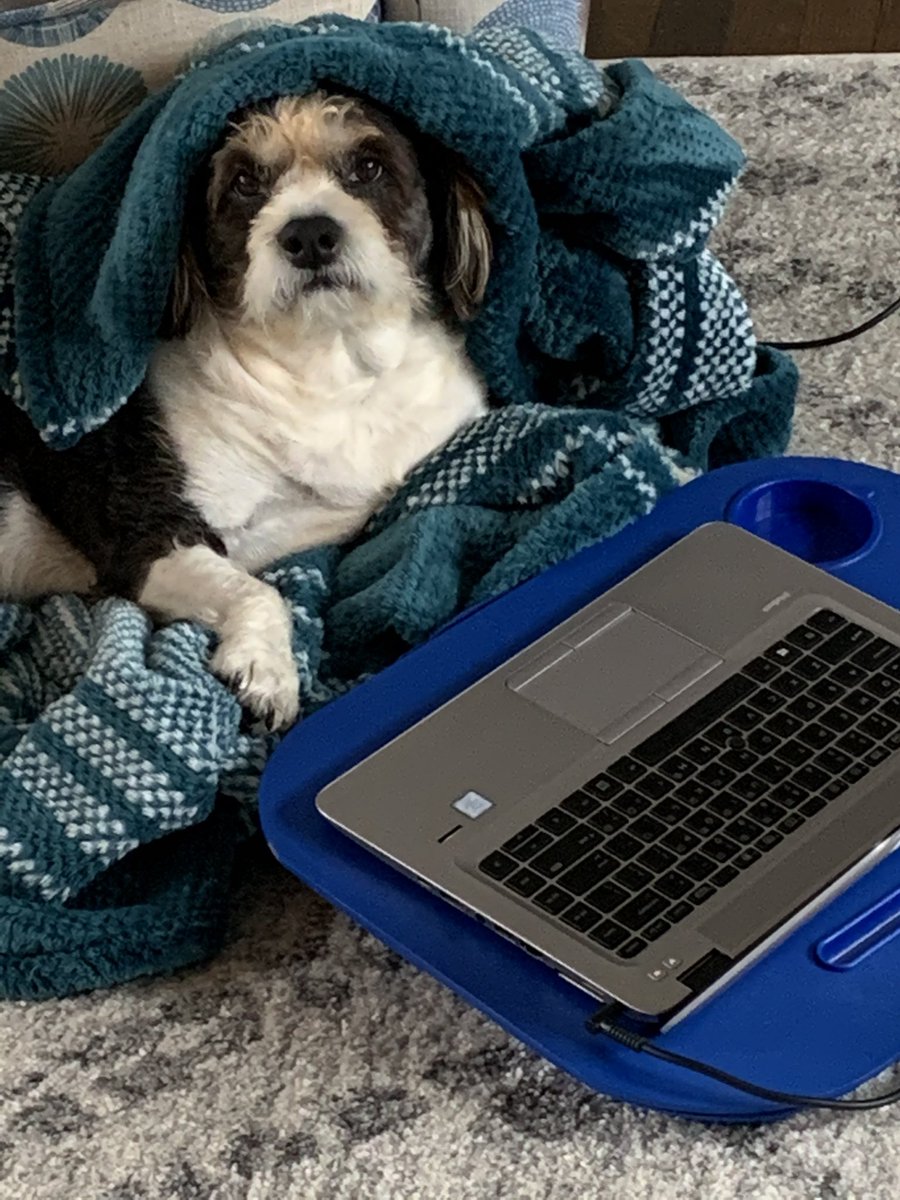 LucyLoops3's tweet photo. This is how I do. #WorkFromHome #dogsoftwitter #cozy https://t.co/lO18d3E4pt